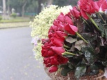 Hoa tươi 8/3 rạng ngời khoe sắc dưới mưa